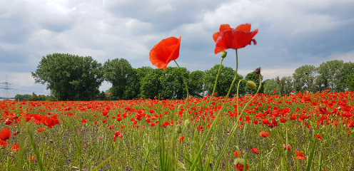 „Schitze-Watz“ – „Witzeschatz“