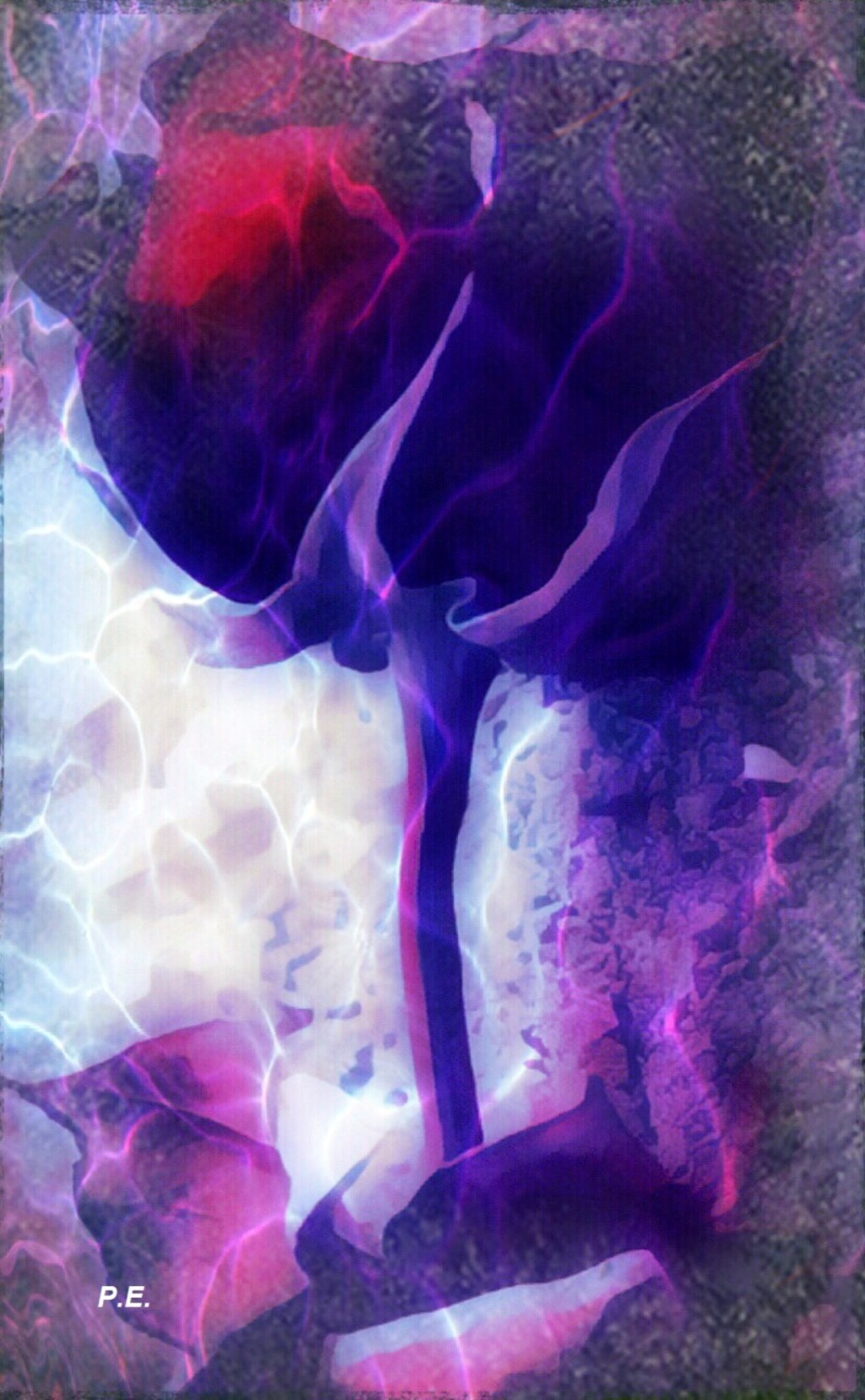 Eine Rose im&nbsp;Schnee