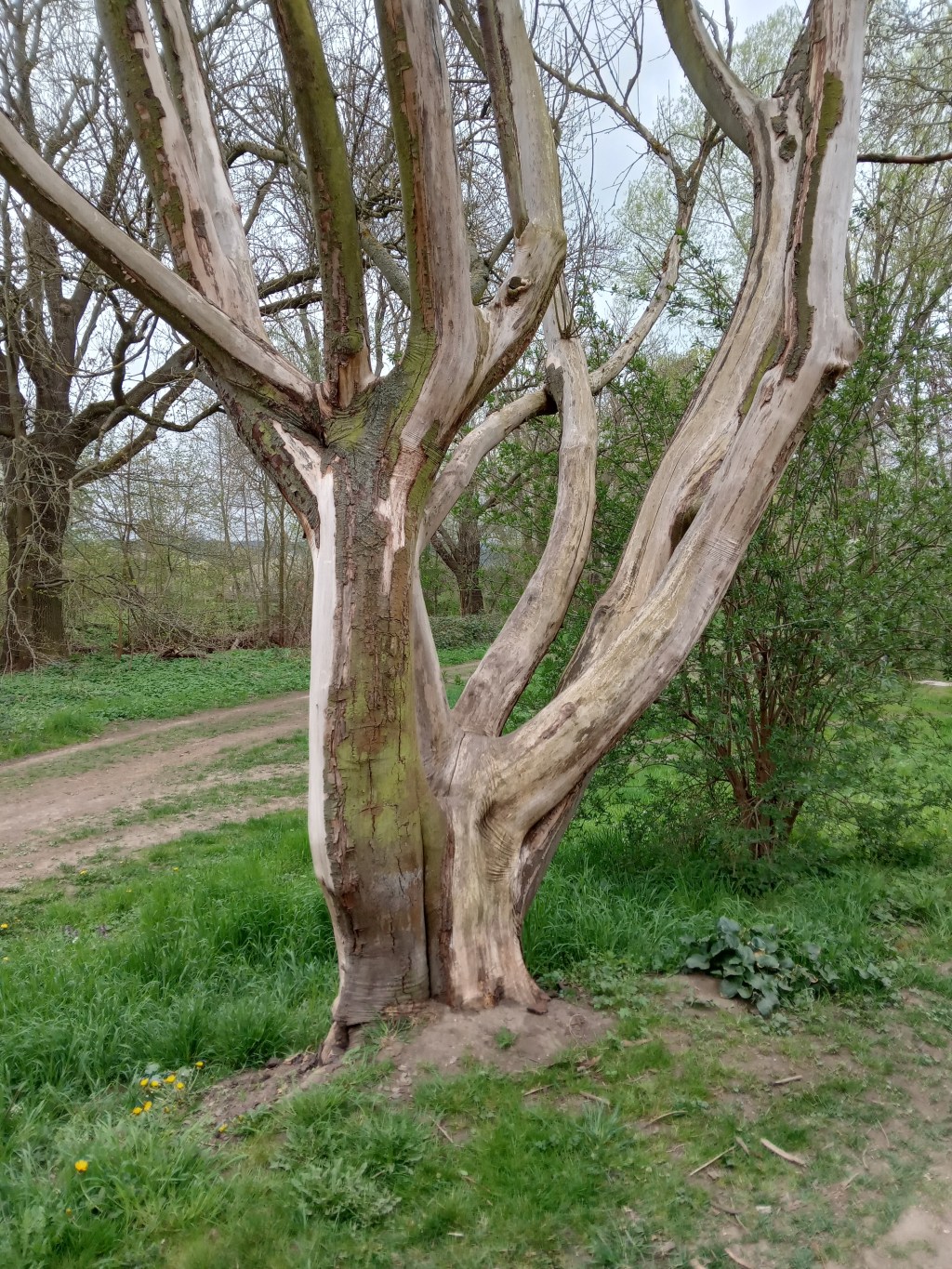 Der Werdegang des&nbsp;Ikarus?